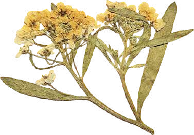 Flor seca